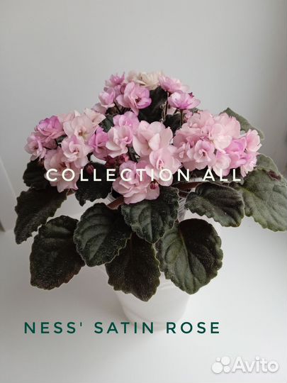 Сортовые фиалки цветущие