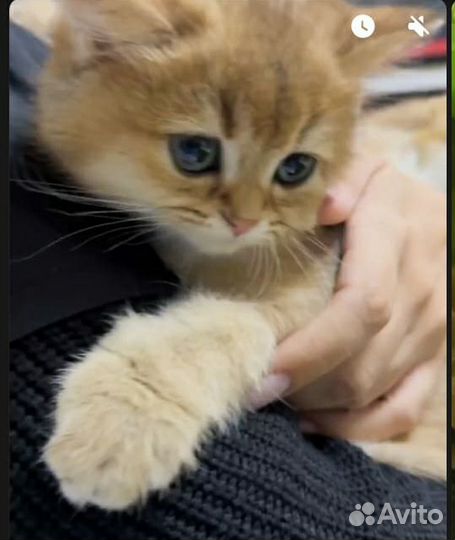 Золотой пухляш Рикки с документами