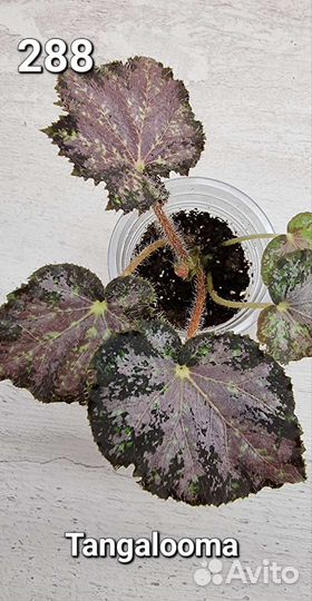 Бегония декоративно лиственная