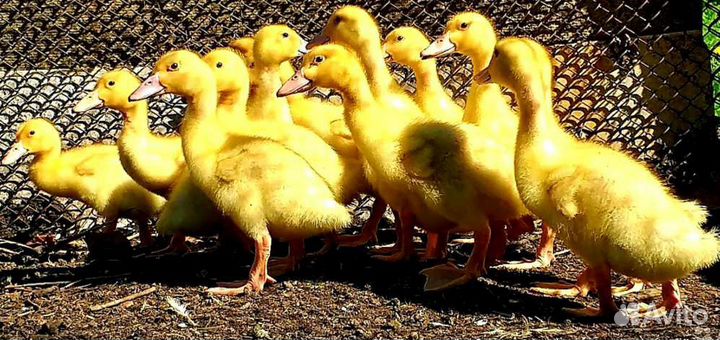 Бройлерные цыплята рос - 308