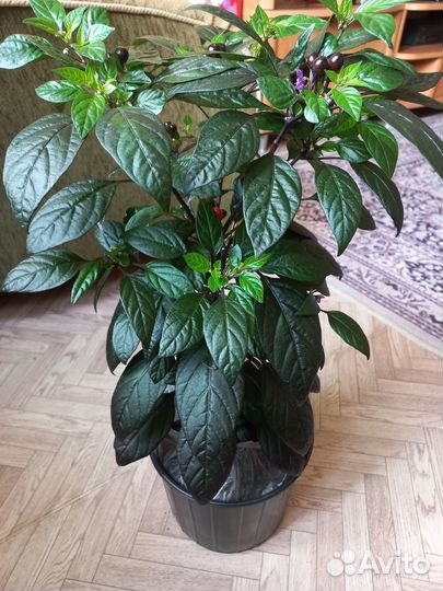 Перец острый Черный принц (семена)