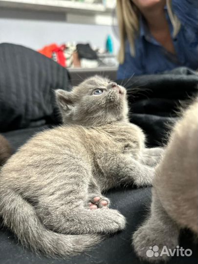 Британская