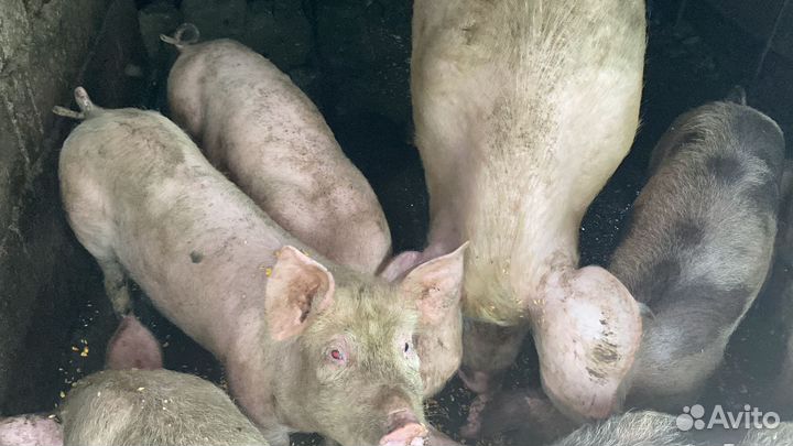Поросята