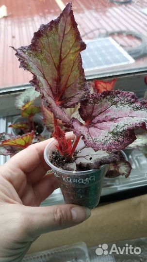 Детки бегоний 10 сортов
