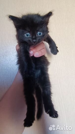 Котята в добрые руки бесплатно