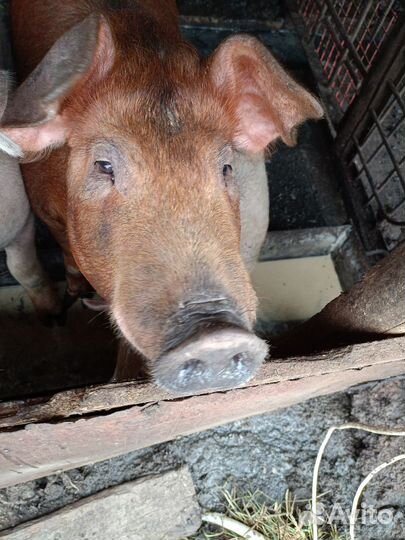 Поросята дюрок