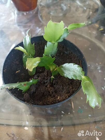 Цветок декабрист