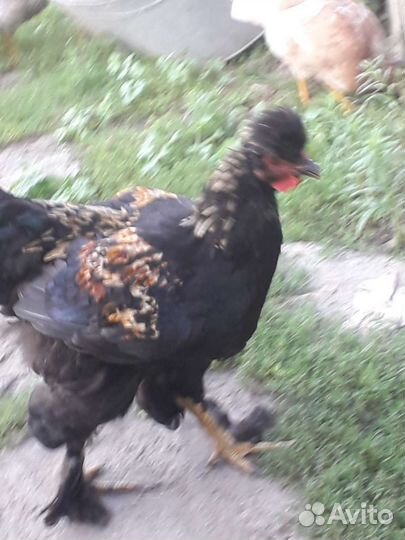 Молодые петушки