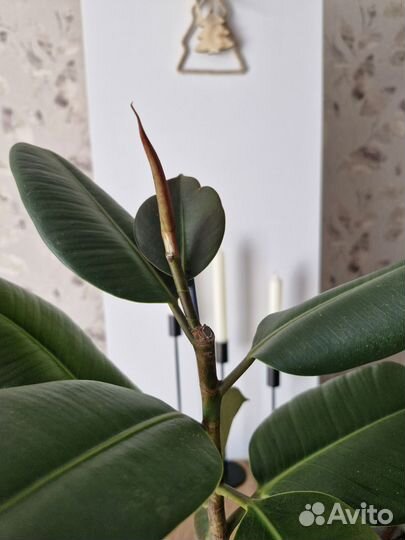 Фикус каучуконосный