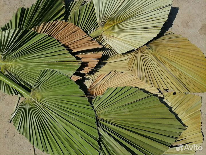 Листья пальмы Вашингтонии