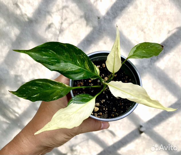 Спатифиллум Домино