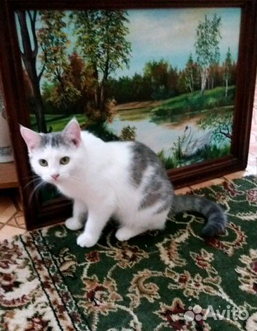 Сколько стоит бычок живым. Телки. Телята бычки. Авито пугачева животных. Хомячок сирийский персиковый.