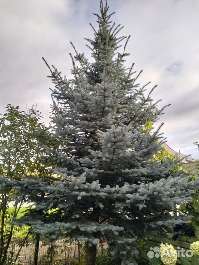 Елка к новому году