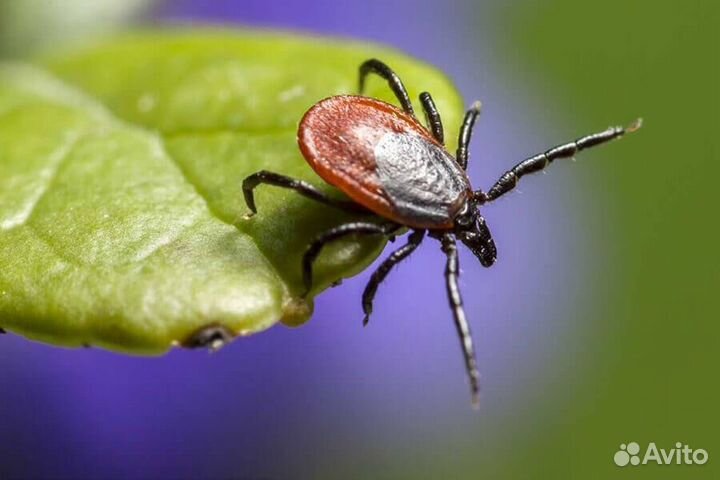 Обработка от клещей, комаров, тараканов и клопов