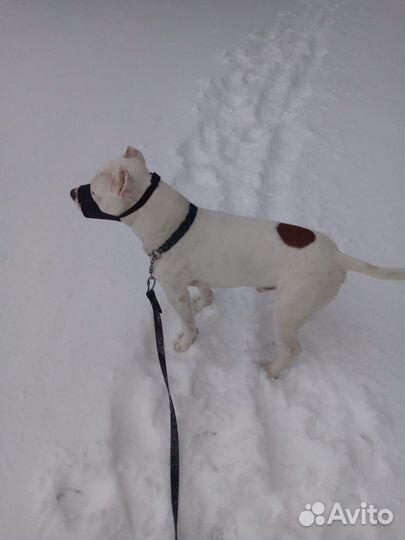 Вязка стаффордширский терьер