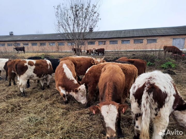 Тёлки бычки абердины герифорды с документами