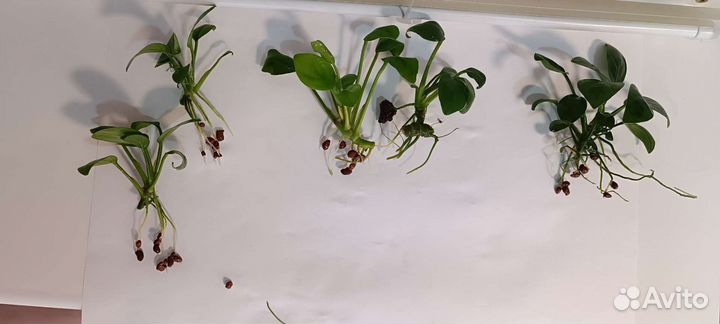 Анубиас нана