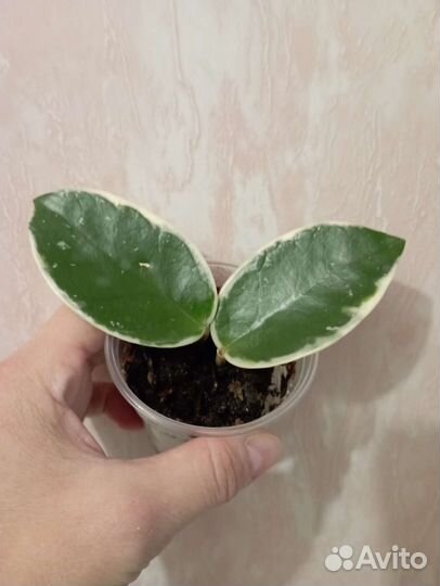 Набор цветов 3