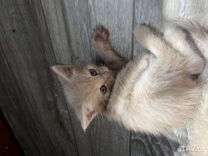 Котята