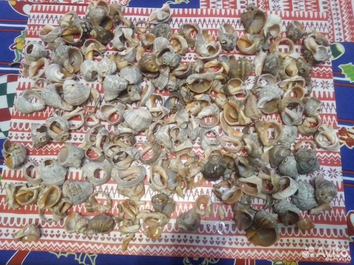 Аквариумистика