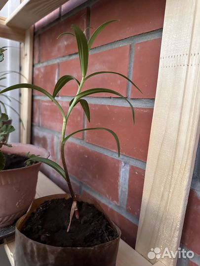 Цветы лилии