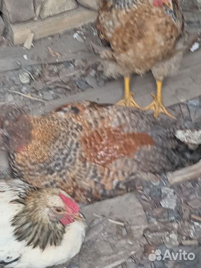 Молодые петухи