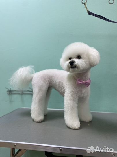 Груминг, стрижка собак, уход за животными