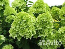 Гортензия крупнолистная (макрофилла)