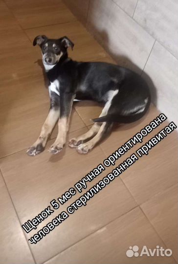 Подрощенный кутенок