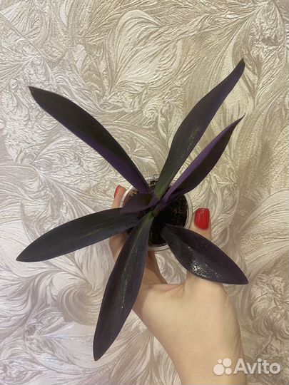 Традесканция