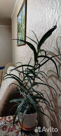 Алоэ вера растение