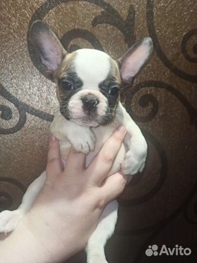 Французики