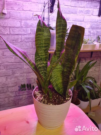 Сансевиерия зейланика