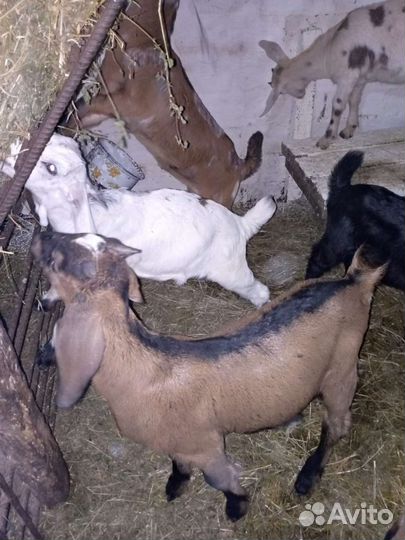 Нубийские козлята