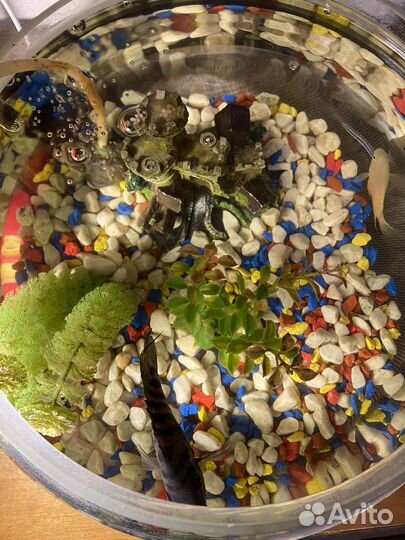 Аквариумные рыбки и аквариум