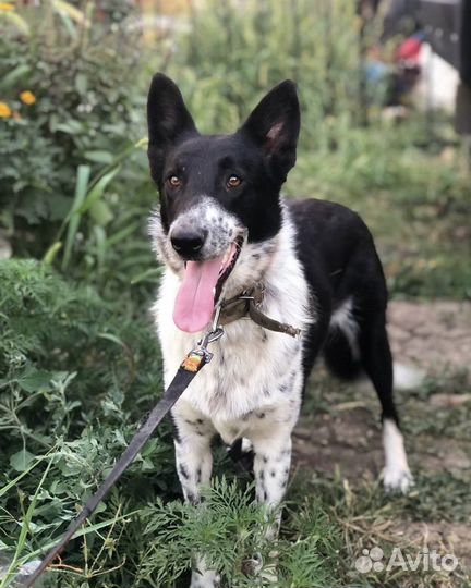 Собака Рита