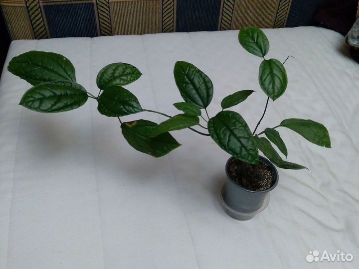 Клеродендрум Томсона