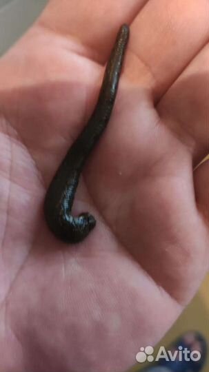 Восточные пиявки из Азербайджана0,7-1,4 гр