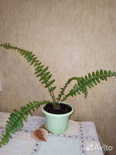 Комнатные цветы