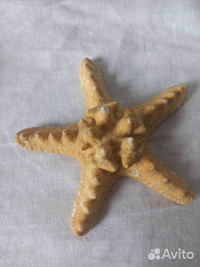 Морские раковины и звезда