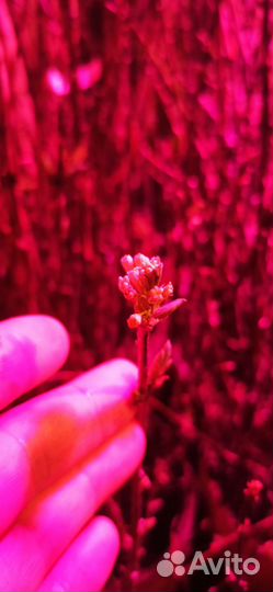 Жимолость саженцы