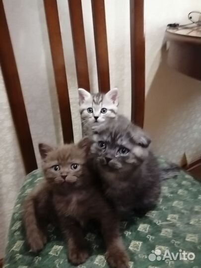 Шотландские котята