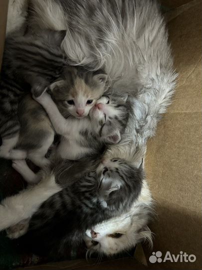 Котята для души