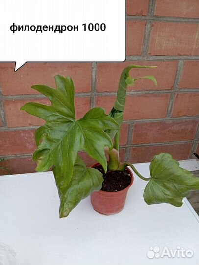 Сансивиерия, филодендрон, фикусы