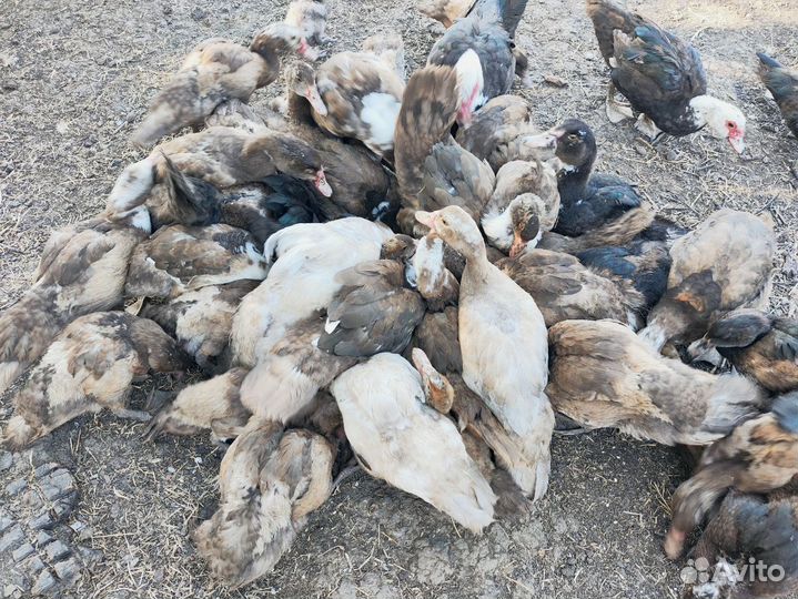 Утки муларды