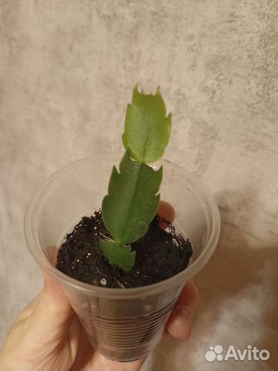 Декабрист шлюмбергера белый