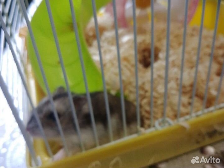 Джингурский хомяк