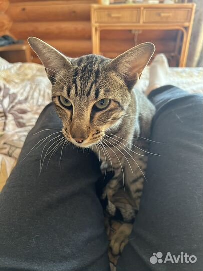 Ориентал (возможно) кот болтушка в добрые руки