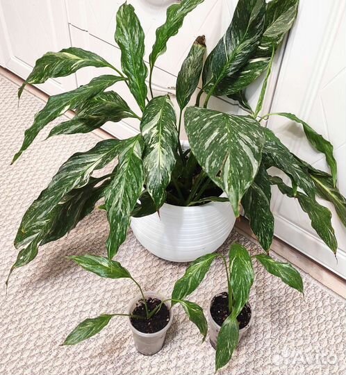 Комнатные растения