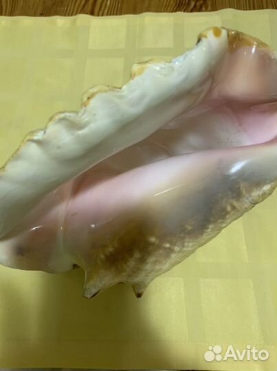 Ракушка ропана, большая